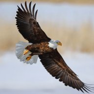 Eagle12
